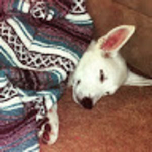 Meet your Posher, Leia